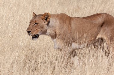 Afrika, Namibya 'daki Etosha Ulusal Parkı' nda dişi aslan avı (Panthera leo).