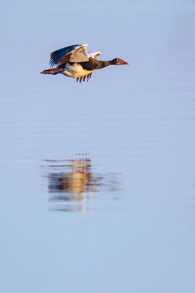 Oca Alata Plectropterus Gambensis Volo Sul Fiume Chobe Nel Parco — Foto Stock