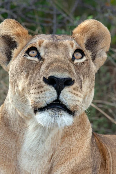 Kuzey Botswana Afrika Nın Savuti Bölgesinde Dişi Aslan Panthera Leo — Stok fotoğraf