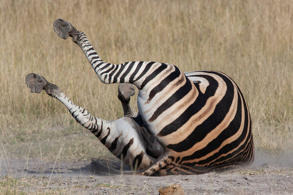 Plains Zebra (Equus quagga) enjoying a dust bath in the Savuti region of northern Botswana, Africa