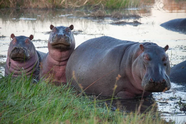 Pod Flodhäst Hippopotamus Amphibius Floden Khawi Norra Botswana Afrika — Stockfoto