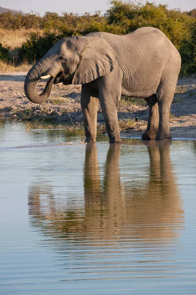 非洲象 Loxodonta Africana 在非洲博茨瓦纳北部萨武蒂地区的一个水坑饮水 — 图库照片
