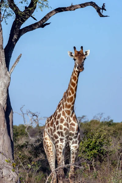 Girafa Giraffa Camelopardalis Região Savuti Norte Botsuana África Girafa Animal — Fotografia de Stock