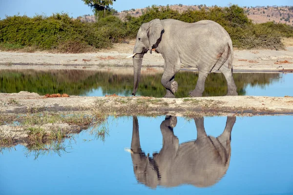 Słoń Afrykański Loxodonta Africana Przy Wodopoju Regionie Savuti Północnej Botswanie — Zdjęcie stockowe