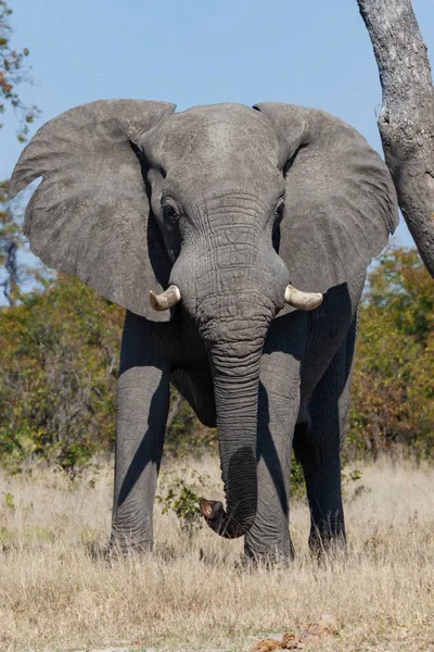 Bolla Africana Elefante Loxodonta Africana Nella Regione Savuti Del Botswana — Foto Stock