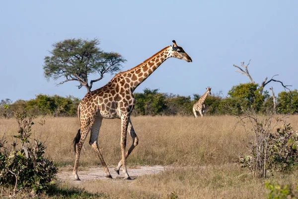 Żyrafa Giraffa Camelopardalis Spacerująca Regionie Savuti Północnej Botswanie Afryce Żyrafa — Zdjęcie stockowe