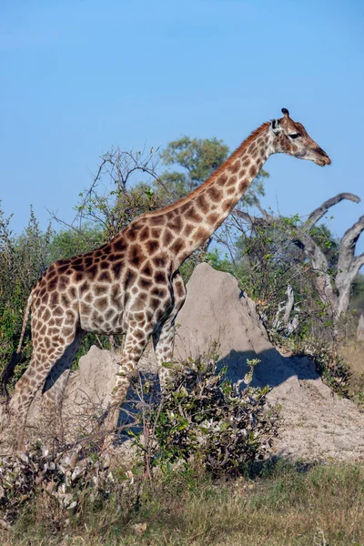 Jirafa Giraffa Camelopardalis Cerca Montículo Termitas Región Savuti Del Norte — Foto de Stock