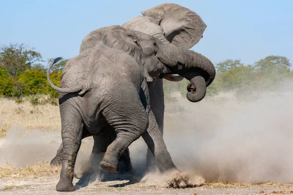 Dois Elefantes Touros Africanos Lutando Região Savuti Norte Botsuana — Fotografia de Stock