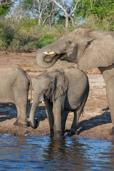 African Elephants Loxodonta Africana Drinking Chobe River Chobe National Park — Stock Photo, Image