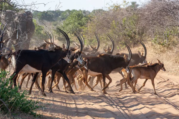 Herd Sable Antelope Hippotragus Niger Crossing Track Chobe National Park — Stock Photo, Image