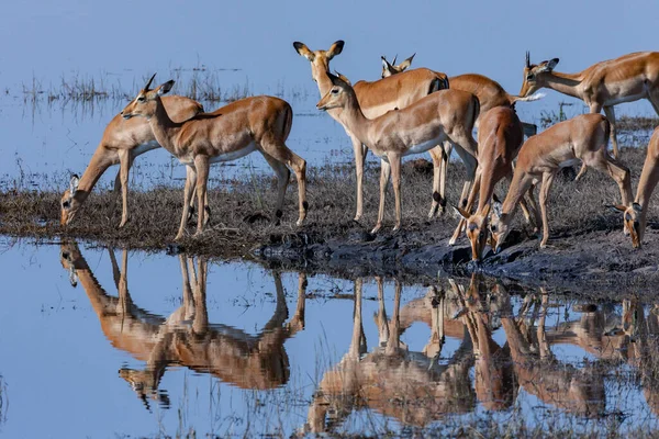 Groupe Antilopes Impala Aepyceros Melampus Buvant Sur Rive Rivière Chobe — Photo