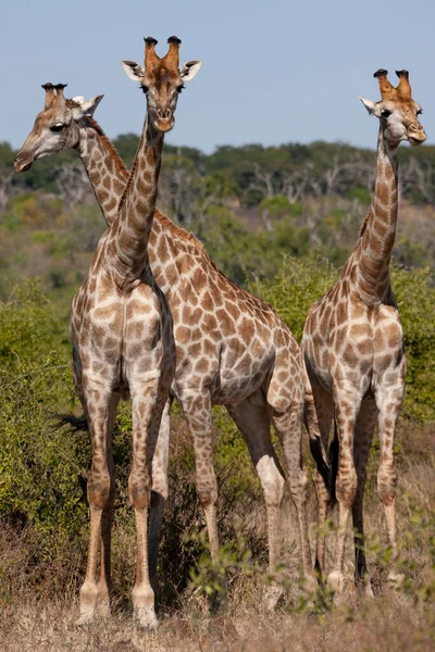 アフリカのボツワナ北部にあるチョベ国立公園にある3つのキリン Giraffa Camelopardalis — ストック写真