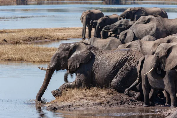 Afrika Filleri Sürüsü Loxodonta Africana Kuzey Botswana Afrika Daki Chobe — Stok fotoğraf