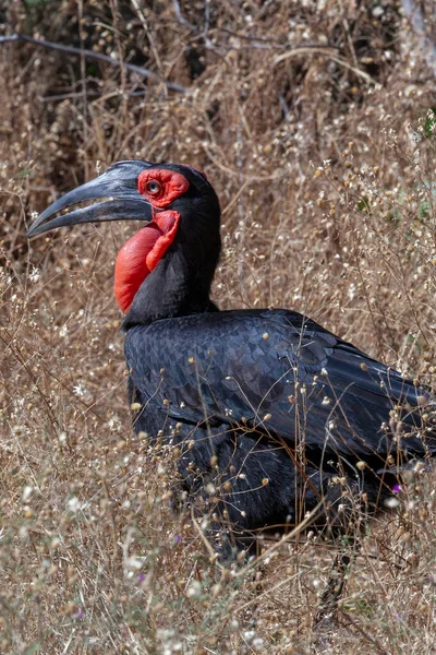 アフリカのボツワナ北部にあるチョベ国立公園の南側地上ホーンビル 英語版 Bucorvus Leadbeaeri — ストック写真