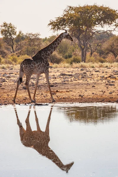 Afrika Nın Namibya Kentindeki Etosha Milli Parkı Nda Bir Birikintisinde — Stok fotoğraf