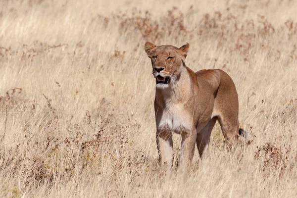 Caça Leoa Panthera Leo Parque Nacional Etosha Namíbia África — Fotografia de Stock