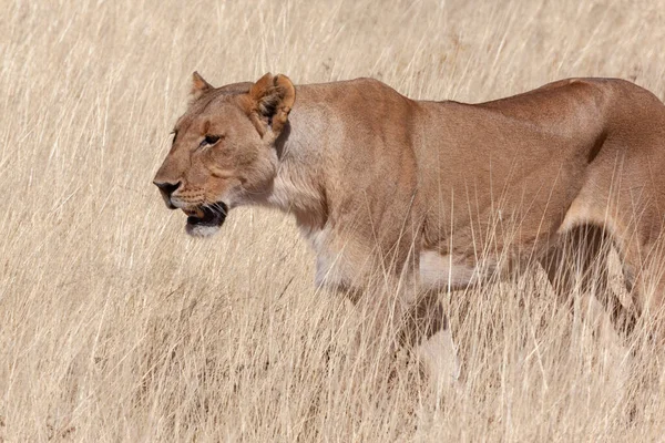 Caça Leoa Panthera Leo Parque Nacional Etosha Namíbia África — Fotografia de Stock