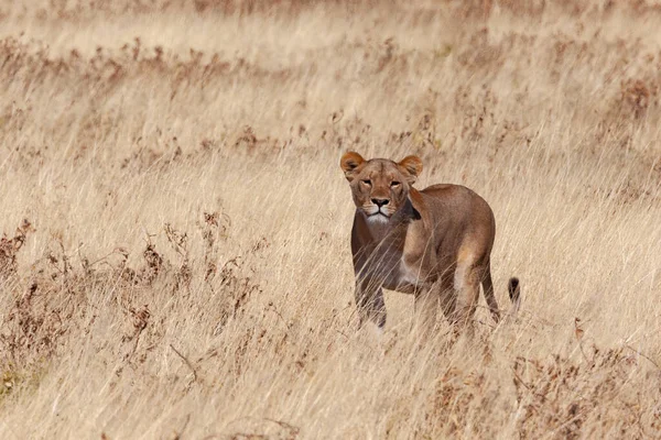 Oroszlánvadászat Panthera Leo Etosha Nemzeti Parkban Namíbiában Afrikában — Stock Fotó