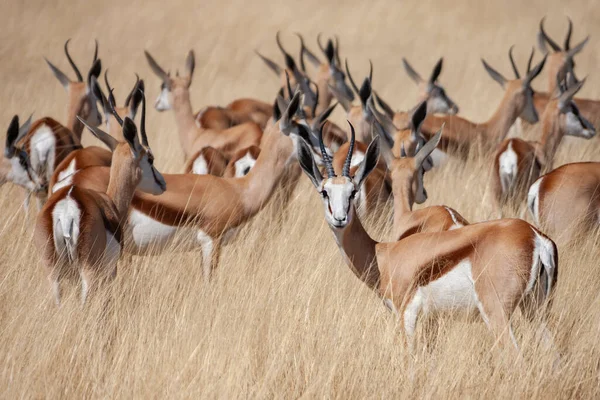 Troupeau Antilopes Springbok Antidorcas Marsupialis Dans Parc National Etosha Namibie — Photo