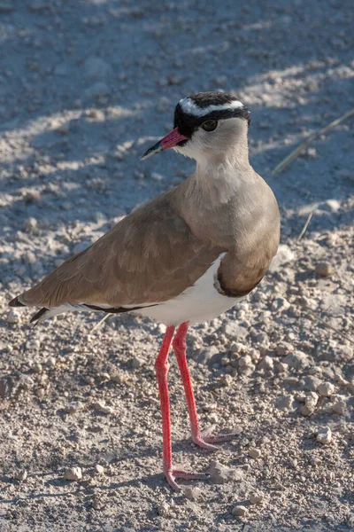 Coroado Lapwing Vanellus Coronatus Parque Nacional Etosha Namíbia África — Fotografia de Stock