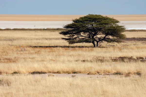 Salt Pan Parque Nacional Etosha Namibia África — Foto de Stock