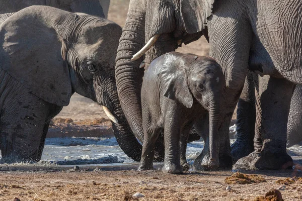 Afrikanische Elefantenfamilie Loxodonta Africana Einem Wasserloch Etosha Nationalpark Namibia Afrika — Stockfoto