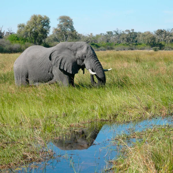 Afrikanischer Elefant Loxodonta Africana Okavango Delta Nördlichen Botswana Afrika — Stockfoto