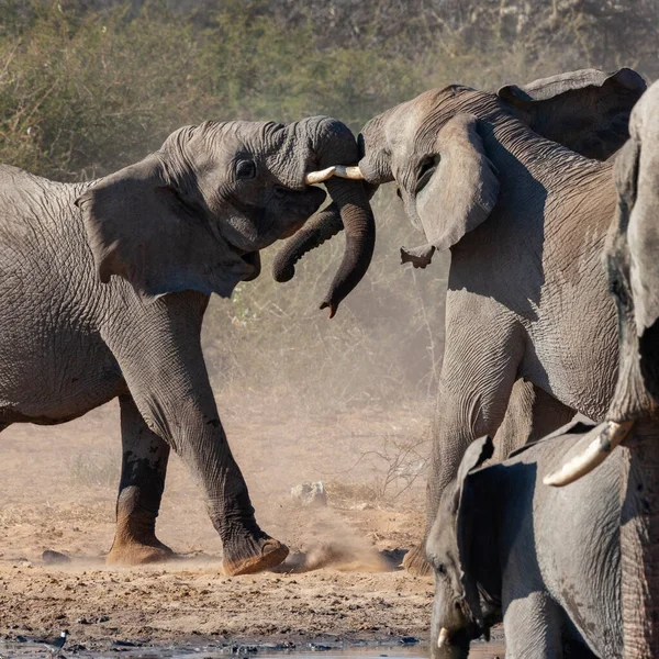 非洲象 Loxodonta Africana 在非洲纳米比亚埃托沙国家公园的战斗 — 图库照片