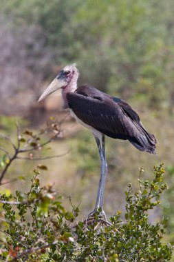 Marabou Stork (Leptoptilos crumenifer) - leylek familyasından bir kuş türü. Sahra 'nın güneyindeki Afrika' da, hem ıslak hem de kurak yaşam alanlarında, özellikle de insan yerleşim alanlarının yakınında ürerler..