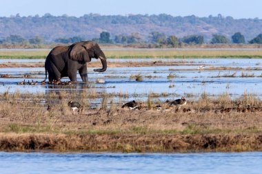 Afrika Fili (Loxodonta africana) Kuzey Botswana, Afrika 'daki Chobe Ulusal Parkı' ndaki Chobe Nehri 'nde.