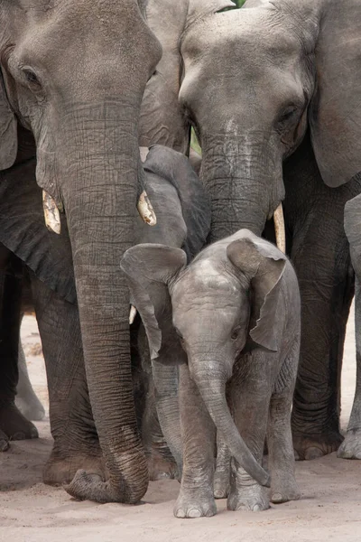 Elefante Bebé Adultos Desierto Kalahari Botswana África — Foto de Stock