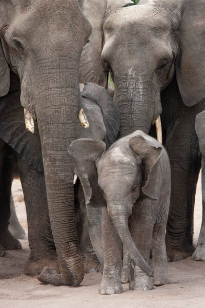 Baby Elephant and adults in the Kalahari Desert in Botswana, Africa.