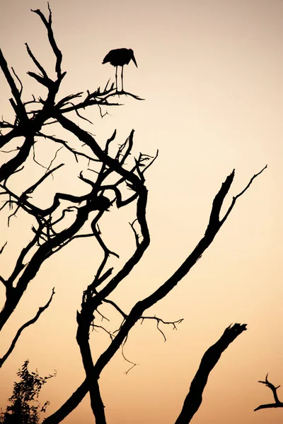 Silhouette Marabou Stork Leptoptilos Crumenifer Standing Dead Tree Sunset Chobe — Stock Photo, Image