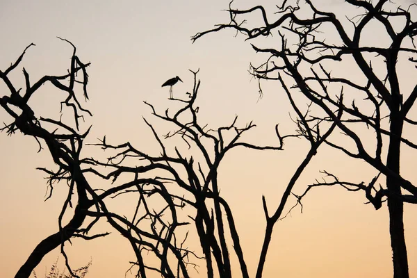 Silueta Una Cigüeña Marabú Leptoptilos Crumenifer Parada Árbol Muerto Atardecer —  Fotos de Stock