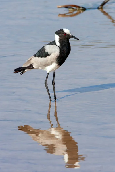 Fabbro Lapwing Blacksmith Plover Vanellus Armatus Sulla Riva Del Fiume — Foto Stock