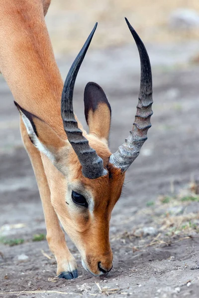 Impala Macho Aepyceros Melampus Parque Nacional Chobe Norte Botsuana África — Fotografia de Stock