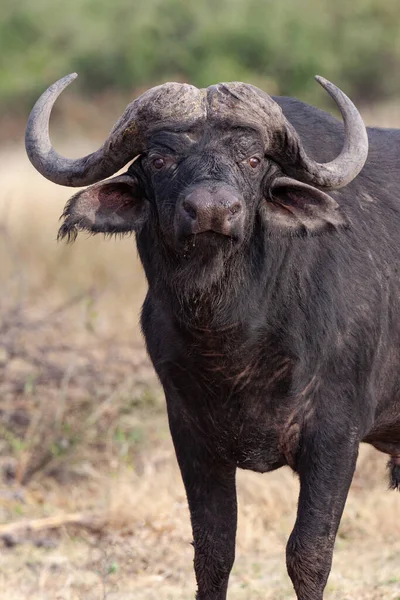 Cape Buffalo Syncerus Caffer Sur Rive Rivière Chobe Dans Parc — Photo