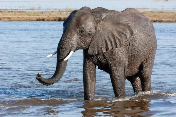 Słoń Afrykański Loxodonta Africana Rzece Chobe Parku Narodowym Chobe Północnej — Zdjęcie stockowe