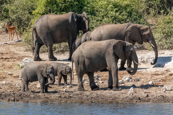 African Elephants Two Babies Loxodonta Africana Chobe River Chobe National — Stock Photo, Image