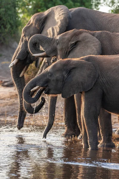 African Elephants Loxodonta Africana Drinking Chobe River Chobe National Park — Stock Photo, Image