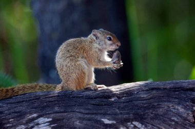Doğu Gri Sincap (Sciurus carolinensis) ayrıca Afrika 'nın kuzeyindeki Botswana, Afrika' da bulunan Okavango Deltası 'nın Xakanixa bölgesinde bulunan Afrika Ağaç Sincabı olarak da bilinir..