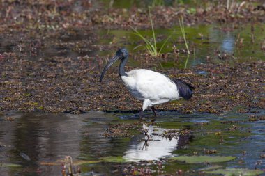 Kuzey Botsvana, Afrika 'daki Okavango Deltası' nın Xakanixa bölgesinde bulunan Afrikalı Kutsal Ibis (Threskiornis aethiopicus).