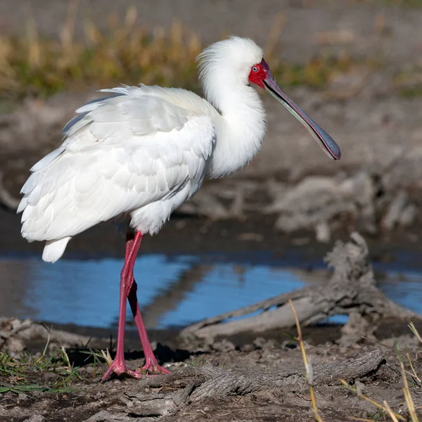 Africký Spoonbill Platalea Alba Oblasti Xakanixa Delty Okavango Severní Botswaně — Stock fotografie