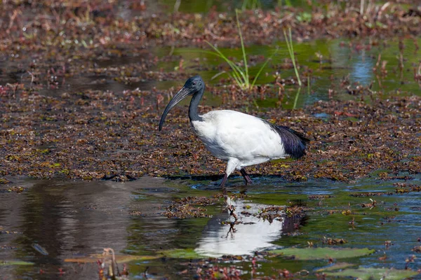 アフリカ ボツワナ北部のオカバンゴ デルタのザカニキサ地域にあるアフリカの聖なるイビス Threskiornis Aethiopicus — ストック写真