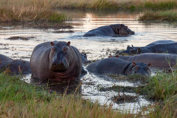 Pod Hippopotamus Hippopotamus Amphibius Amanhecer Rio Khawi Norte Botsuana África — Fotografia de Stock