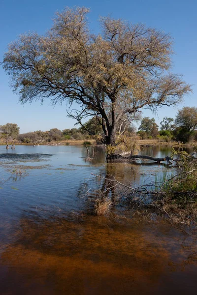 Habitat Delle Zone Umide Nell Area Del Fiume Khwai Nel — Foto Stock