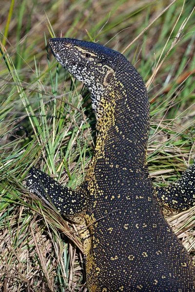 Wasserwächter Varanus Niloticus Khwai Flussgebiet Nördlichen Botswana Afrika — Stockfoto