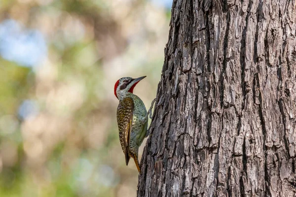 Picchio Bennett Campethera Bennettii Nella Parte Occidentale Dello Zimbabwe Africa — Foto Stock