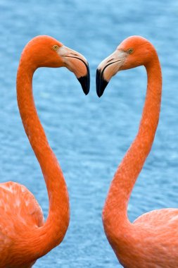 Amerikan Flamingosu veya Karayip Flamingosu (Phoenicopterus ruber), Büyük Flamingo ve Şili Flamingosuyla yakın akraba olan büyük bir flamingo türüdür..