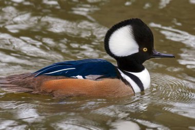 Kapüşonlu Merganser (Lophodytes cucullatus), Lophodytes cinsinin tek üyesidir. Yetişkin erkeklerde, bu armanın büyük beyaz bir yaması vardır, baş siyahtır ve ördeğin kenarları kırmızımsı kahverengidir.. 